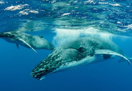 Bedrohung für Wale und Delfine