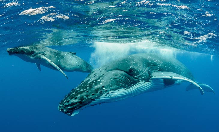 Bedrohung für Wale und Delfine