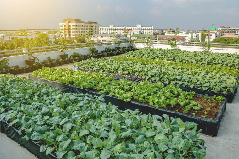 Formen des Urban Gardening