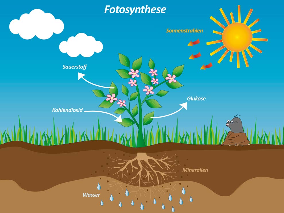 Fotosynthese Infografik