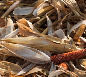 Landwirtschaftliche Abfälle