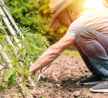 Nachhaltige Gartenpflege