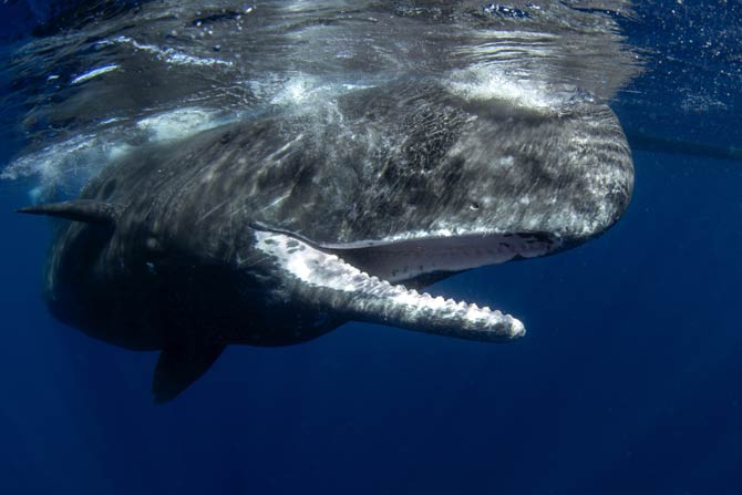 Wale bedroht