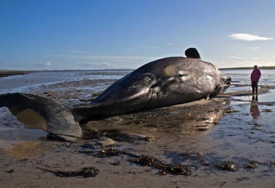 Warum stranden Wale?